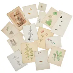 Eileen Soper, Fifteen Original Studies Of Flora And Fauna, Watercolours, Pen and Ink Unframed
