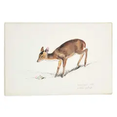 Eileen Soper, Muntjac Doe, Charcoal and watercolour Estate stamp verso, Managed by Chris Beetles Ltd Unframed