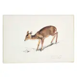 Eileen Soper, Muntjac Doe