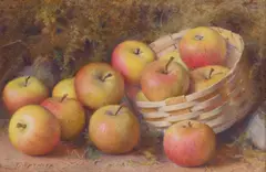 Fred Spencer, Still Life Of Apples In A Basket, Watercolour heightened with white