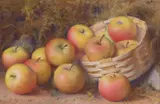 Fred Spencer, Still Life Of Apples In A Basket, Watercolour heightened with white