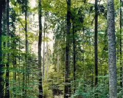 Thomas Struth, Paradise 19 Bayrischer Wald (bei Zwiesel), C-Print auf Diasec