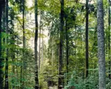 Thomas Struth, Paradise 19 Bayrischer Wald (bei Zwiesel)