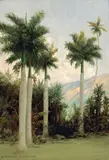 D. Howard Hitchcock, Royal Palms at Moanalua, near Honolulu