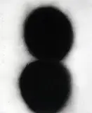 Donald Sultan, Black Eggs March 20, 1988, 1988, charcoal on paper