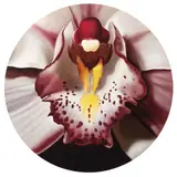 Hartwig Lugo Rohde, Orquídea, Óleo sobre tela