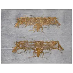 Francisco Toledo, Untitled, Collage y hoja de oro sobre papel