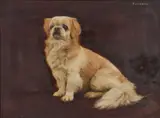 F. M. Hollams, Portrait Of A Pekingese Dog, 'Pushkin'