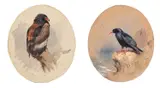 (i) A BATELEUR EAGLE; (ii) A RED-BILLED CHOUGH - A PAIR (i) by Archibald Thorburn, watercolour on paper each:, sold Dec 2023