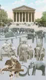 Peter Blake Ra, Paris - Working Elephants, screenprint on paper