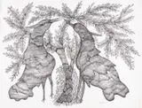 Jangarh Singh Shyam Indian, Untitled, ink drawing on paper