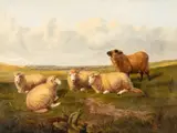 Samuel Joseph Clark, Sheep Resting, oil on canvas