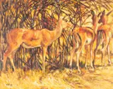 Impala by Zakkie Eloff, oil on canvas, sold Oct 2023