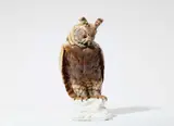 Nymphenburg, A large Nymphenburg porcelain model of an owl