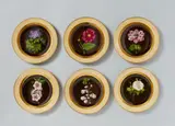Imperial Manufactory Vienna, Six Vienna porcelain dinner plates with botanical motifs
