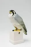 A porcelain model of a perching falcon by Schwarzburger Werkstätten für Porzellankunst, sold Nov 2017