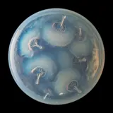 HOUPPES BOX, NO. 29 by René Lalique, sold Apr 2026
