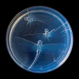 GEORGETTE BOX, NO. 45 by René Lalique, sold Apr 2026