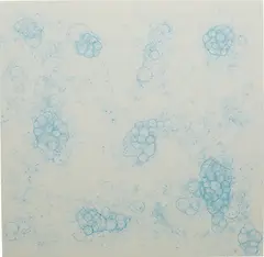 Tara Donovan, Untitled (Bubble Drawing), 2004, ink on foam board