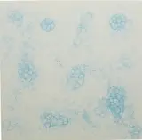 Tara Donovan, Untitled (Bubble Drawing), 2004, ink on foam board