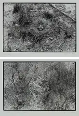 Zoe Leonard, Two works: (i) Nest no. 1 ; (ii) Nest, 1997, gelatin silver print