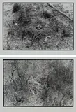 Zoe Leonard, Two works: (i) Nest no. 1 ; (ii) Nest