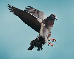 Pigeon by Roe Ethridge, 2002, chromogenic print, sold Feb 2018
