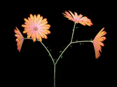 Jennifer Steinkamp, Dance Hall Girl 3 (daisies), 2004, video installation