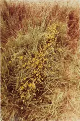 Untitled: Silueta Series, Iowa by Ana Mendieta, 1979, lifetime color photograph, offered Nov 2018