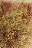 Ana Mendieta, Untitled: Silueta Series, Iowa
