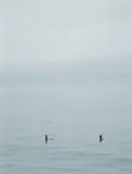 Catherine Opie, Surfer for One Drop, 2018, pigment print