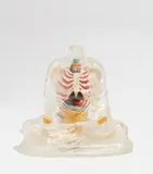 Michael Joo, Small Vitrine, 2000, Multiple of plastic anatomical model