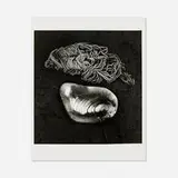 Jerry Uelsmann, Untitled (Shell and String), gelatin silver print