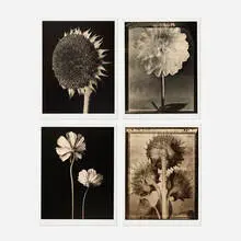 Tom Baril, Four works, 1995-2001, toned gelatin silver print