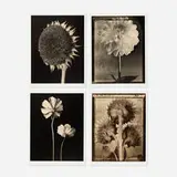 Tom Baril, Four works, 1995-2001, toned gelatin silver print