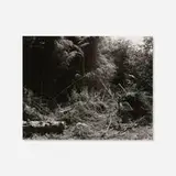 Robert Adams, Bulldozed Slash, Tillamook County, Oregon and From the Missouri West: Photographs