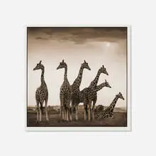 Nick Brandt, Giraffe Fan, Aberdares, 2000, platinum print