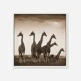 Nick Brandt, Giraffe Fan, Aberdares