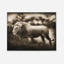 Nick Brandt, Windswept Lion, Serengeti, 2002, platinum palladium print