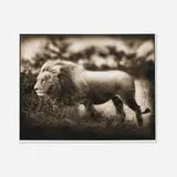 Nick Brandt, Windswept Lion, Serengeti