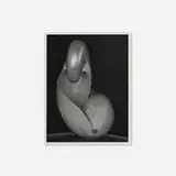 Edward Weston, Shells, gelatin silver print