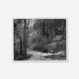Ansel Adams, Tenaya Creek, Dogwood, Rain Yosemite National Park, California, gelatin silver print