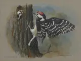 Basil Ede, Untitled, watercolour and gouache 21.5 x 27.5cm Provenance: With Rountree Tryon Galleries