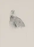 Raymond Ching, Untitled, pencil 73 x 50cm Provenance: With Russell A Fink Gallery