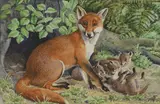Charles Tunnicliffe, Untitled