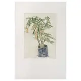 Nicolás Moreno, A) Floripondios, Grabado a la punta seca 16 / 50