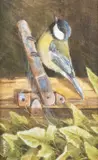 Neil Cox, Blue Tit, Watercolour