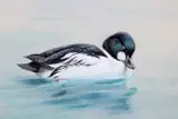 George Edward Lodge, Golden Eye Duck On Water