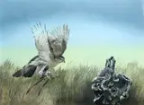 Martin Knowelden, Bird Of Prey Landing, 1979, Gouache