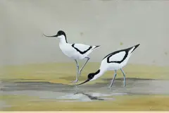 P Makepeace, The Avocets, 1972, Watercolour heightened with white